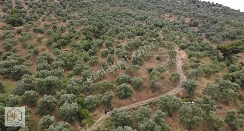 Tire Halkapınar Köyünde Satılık 1800 M2 Zeytinlik