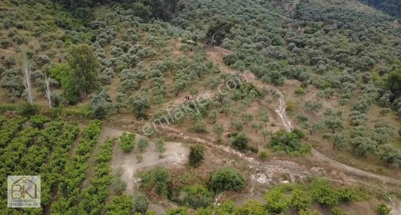 Tire Halkapınar Köyünde Satılk 7200 M2 Zeytinlik