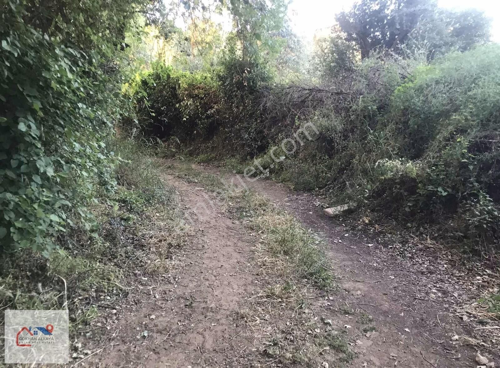Muğla Milas Ekindere Satılık Zeytinli Tarla 1056m2