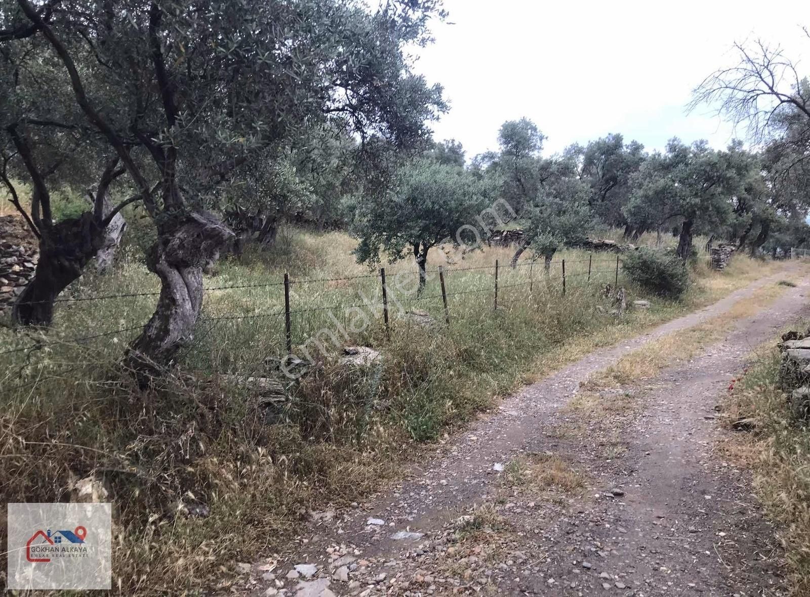 Muğla Milas Şenköy Satılık Zeytinlik 254m2