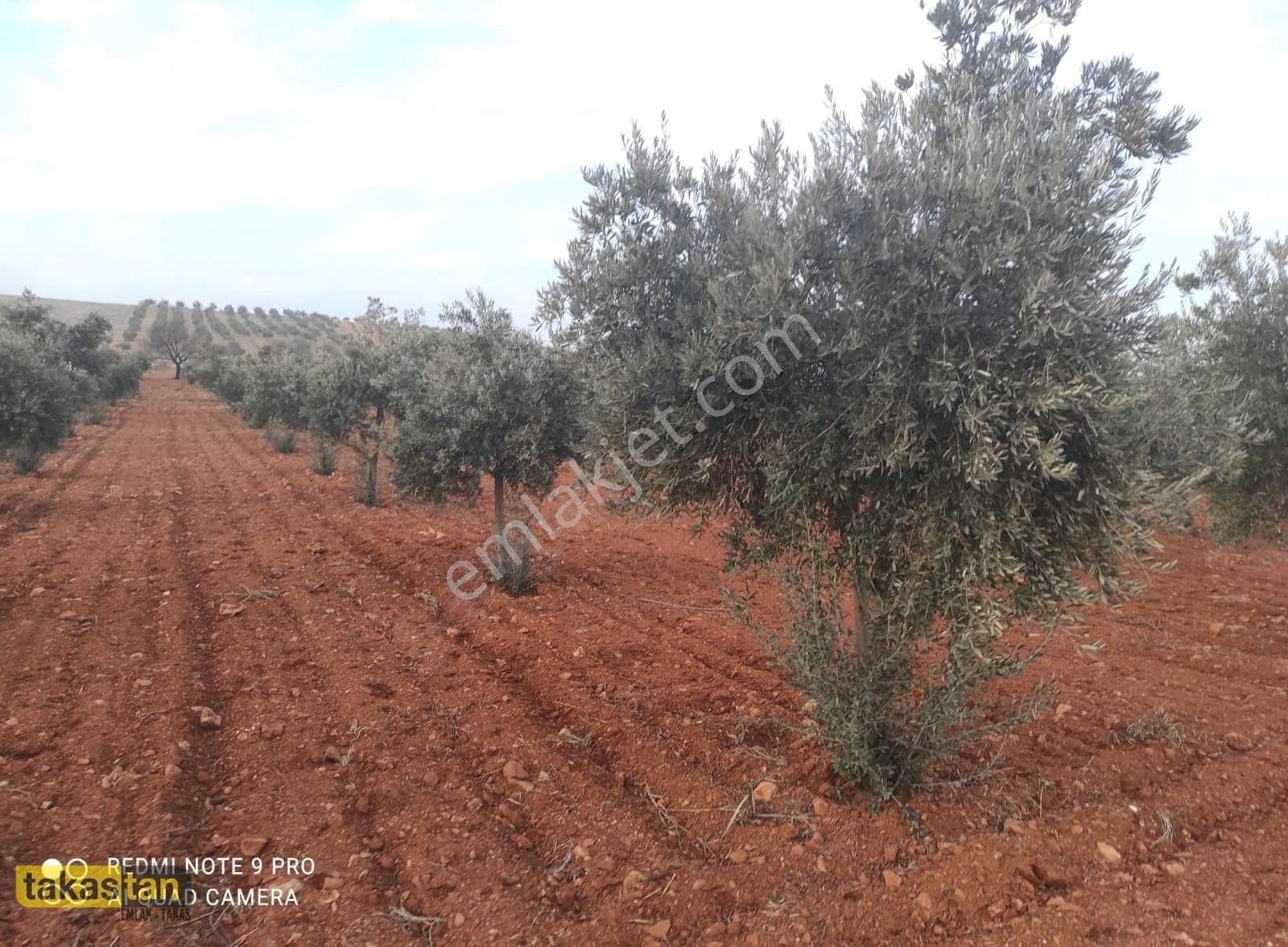 Suboğazı Tek Tapu Resmi Yola Cepheli Ful Mahsullü Zeytin
