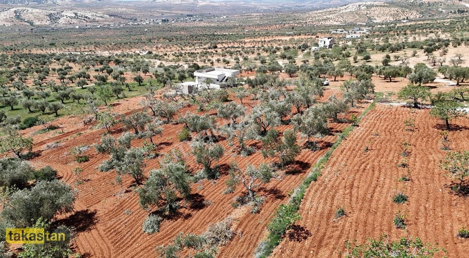 Batal Herkesin Bütçesine Uygun Yatırımlık Fırsat Arazi