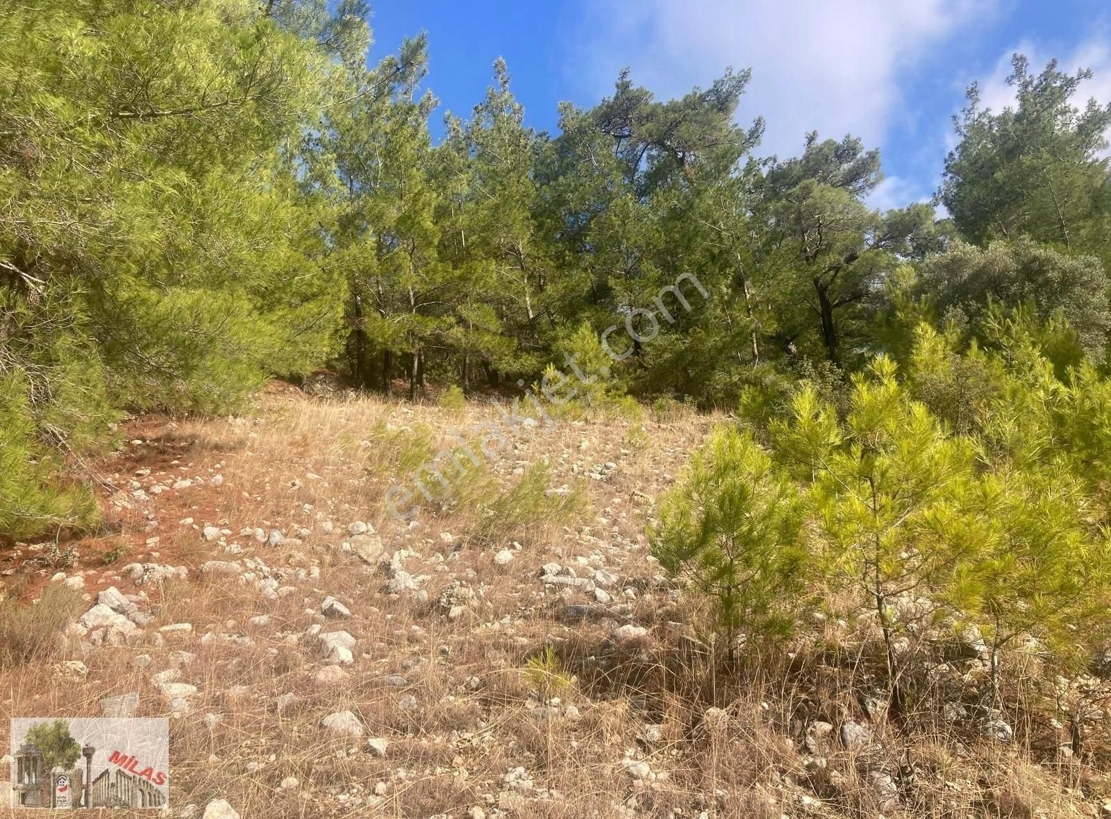 Milas/kayaderesinde, Etrafı Ağaçlarla Çevrili, 799 M2 Tarla