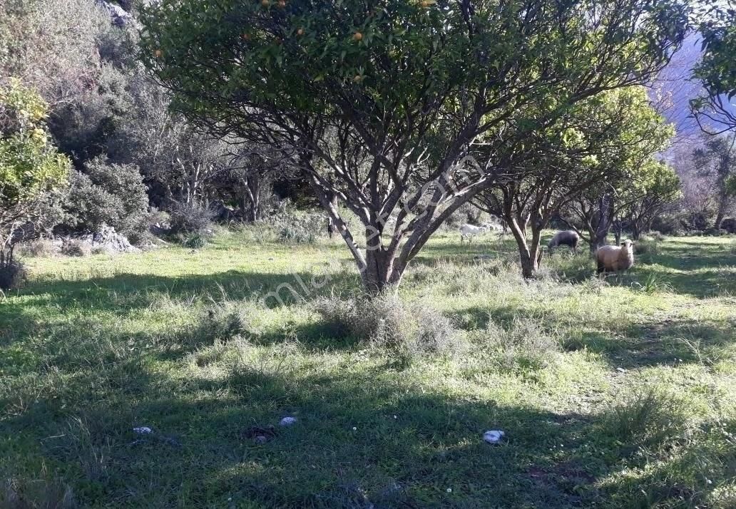 0rhaniye Güneş Emlaktan Tarla Satılık