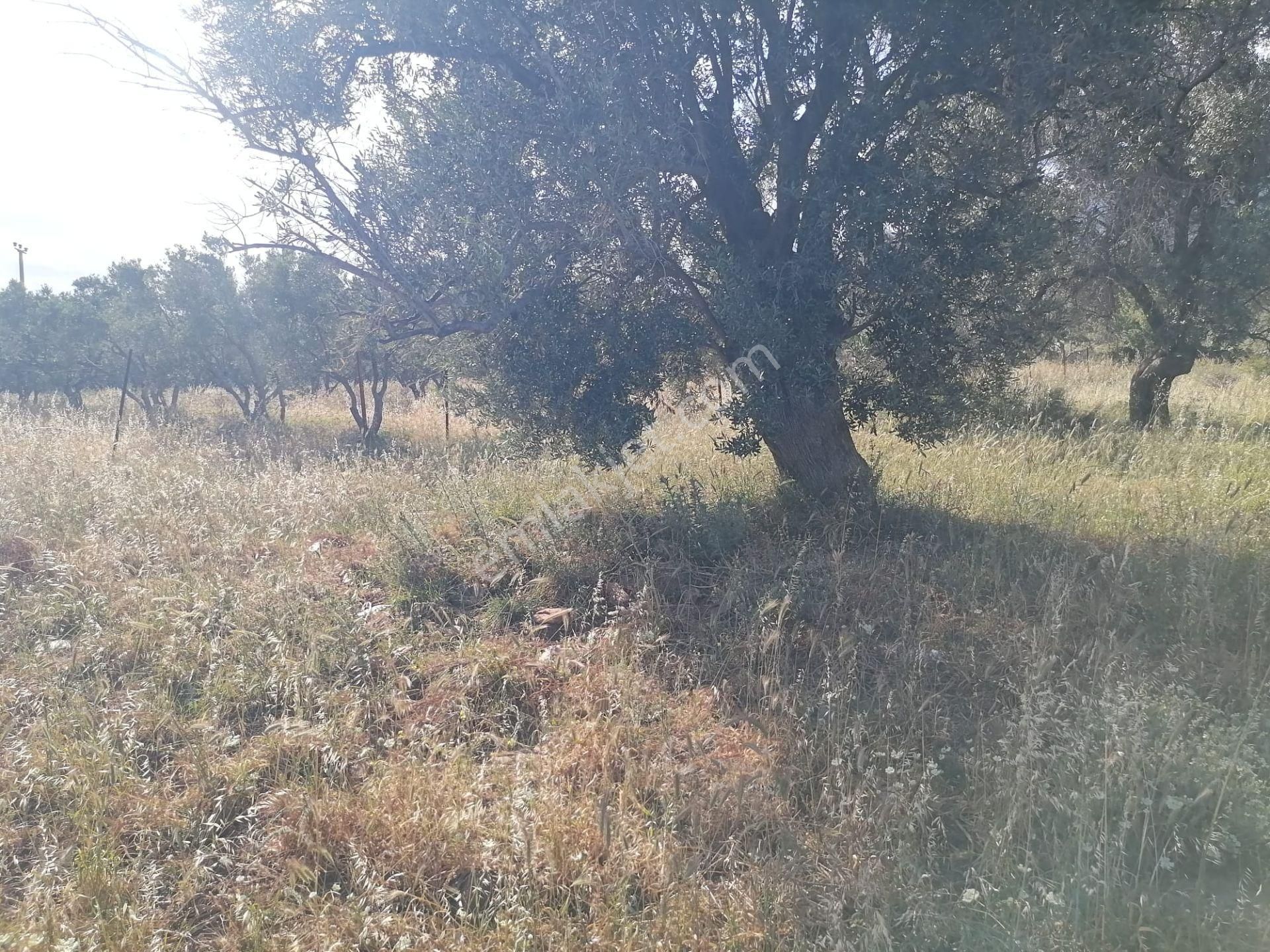 Doğanbey Köyü Sökede Satılık Zeytinlik - Görsel 14