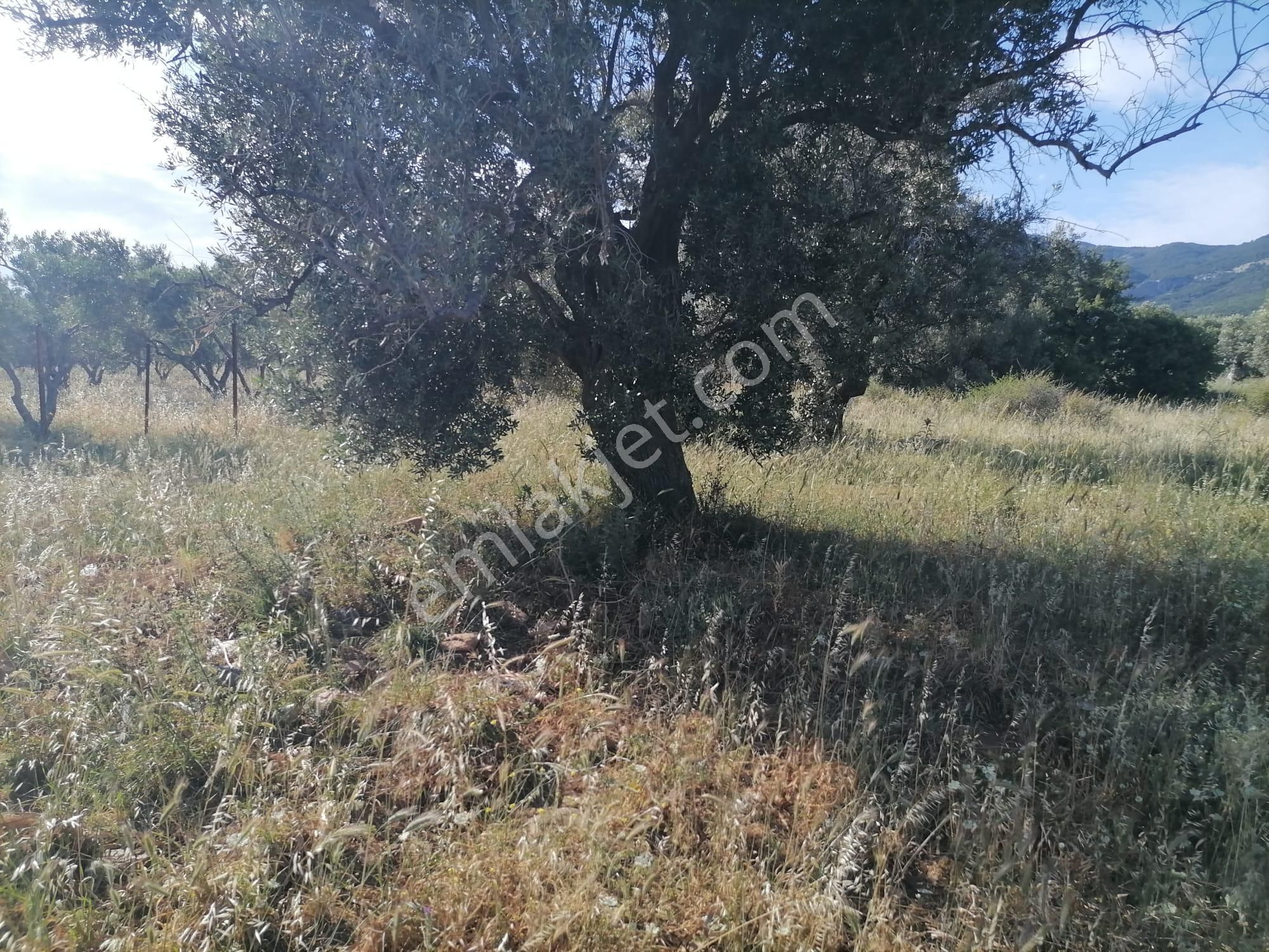 Doğanbey Köyü Sökede Satılık Zeytinlik - Görsel 16