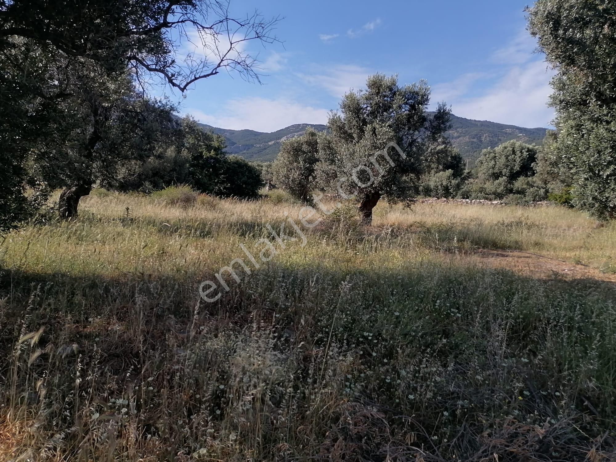 Doğanbey Köyü Sökede Satılık Zeytinlik - Görsel 7