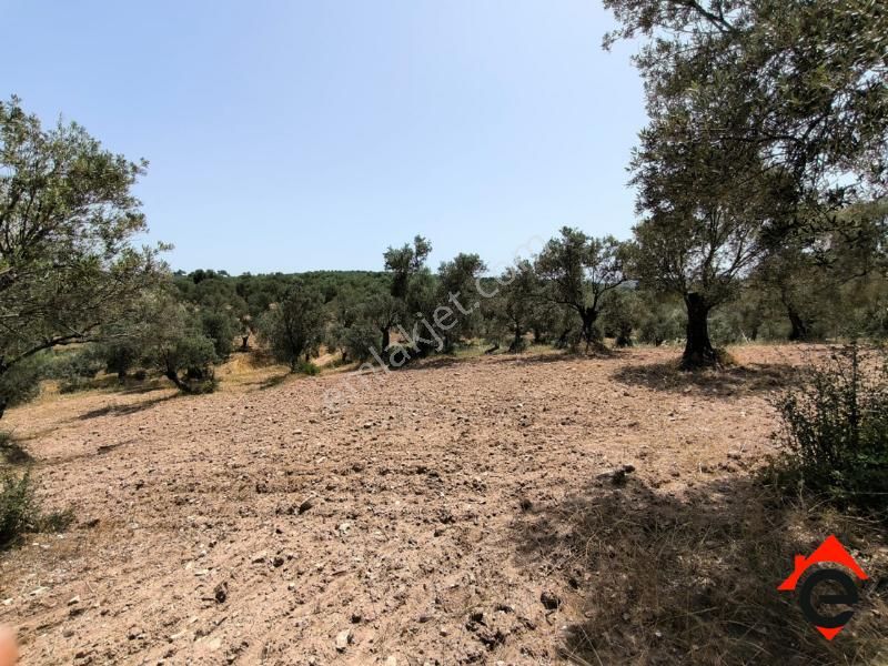 Satılık Köşe Müstakil Parsel Zeytinlik - Görsel 5