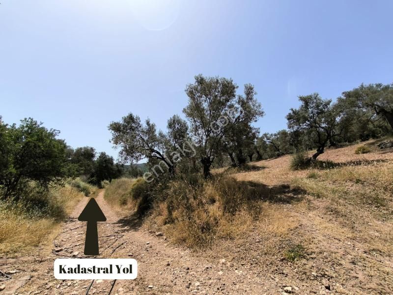 Satılık Köşe Müstakil Parsel Zeytinlik - Görsel 9
