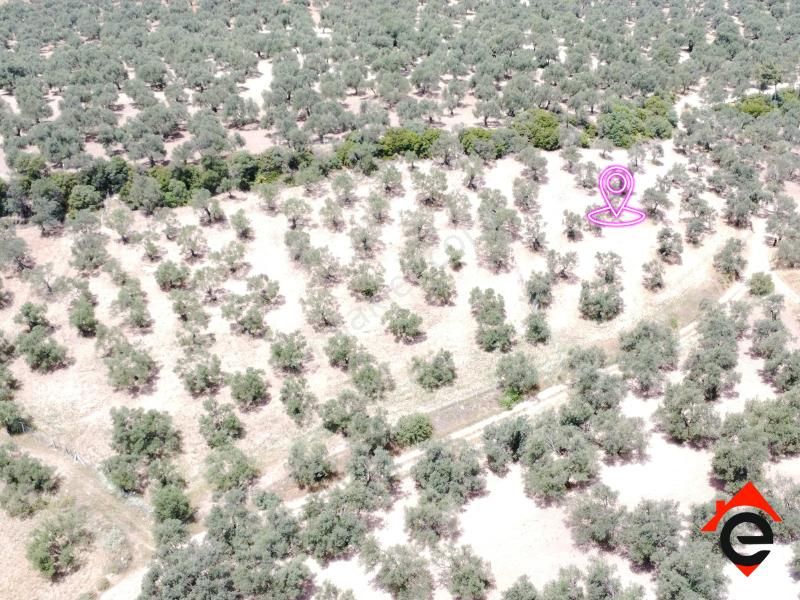 Satılık Köşe Müstakil Parsel Zeytinlik - Görsel 12