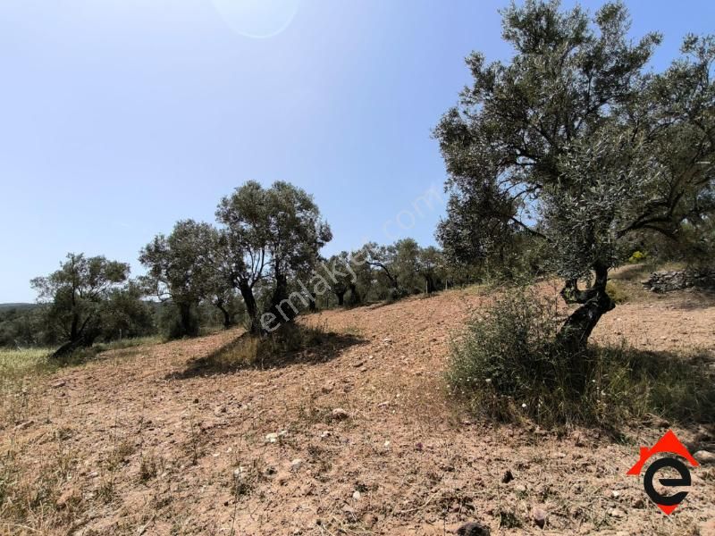 Satılık Köşe Müstakil Parsel Zeytinlik - Görsel 8