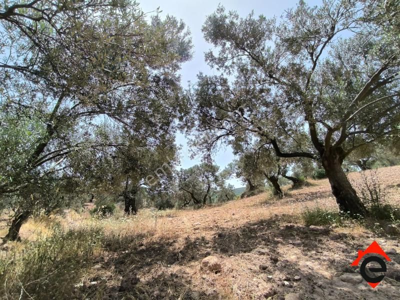 Satılık Köşe Müstakil Parsel Zeytinlik - Görsel 7