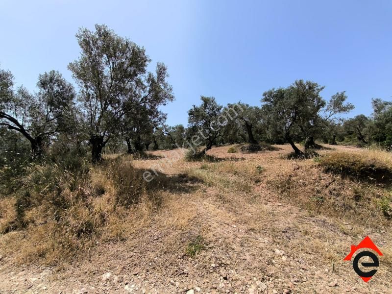 Satılık Köşe Müstakil Parsel Zeytinlik - Görsel 3