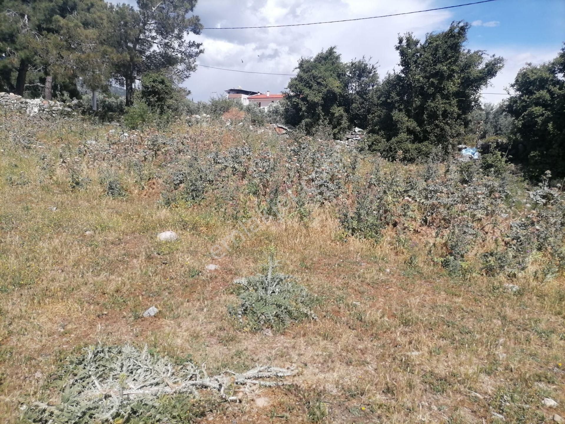 Doğanbey Köyü Sökede Satılık Tarla - Görsel 16