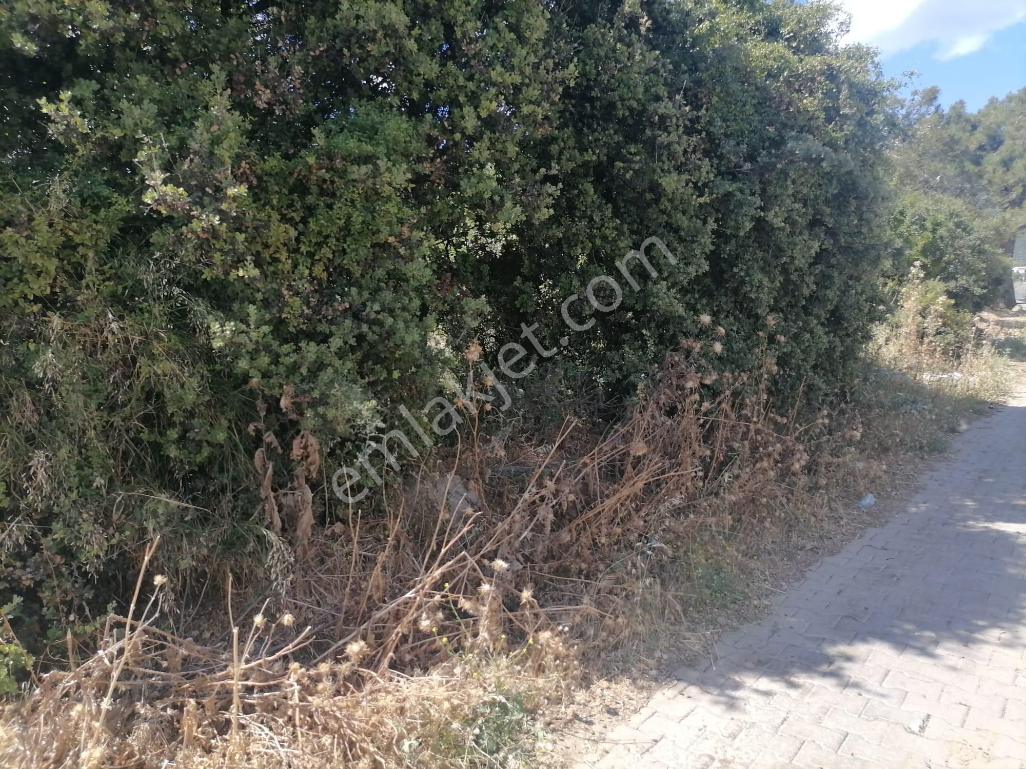 Doğanbey Köyü Sökede Satılık Tarla - Görsel 12