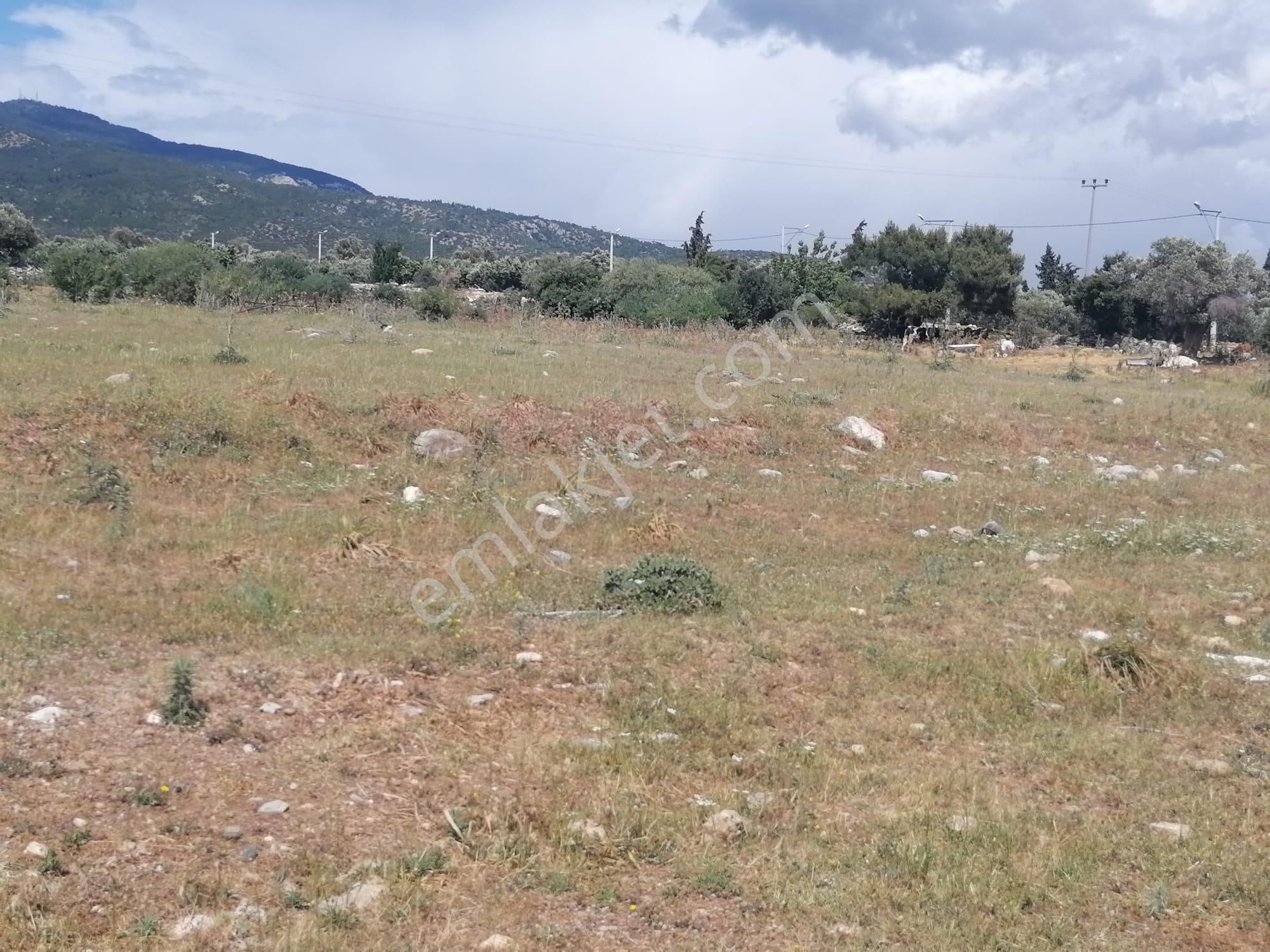 Doğanbey Köyü Sökede Satılık Tarla - Görsel 18