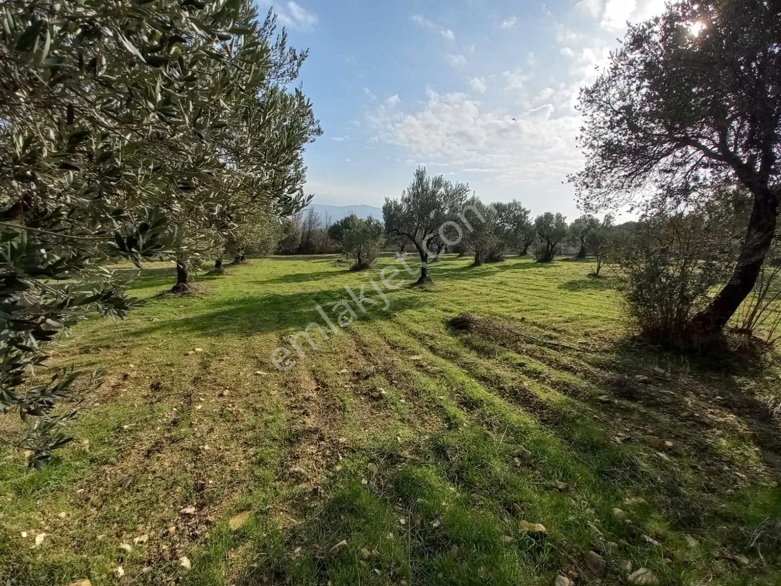 C21 Loca'dan Satılık Mükemmel Zeytinlik - Görsel 5