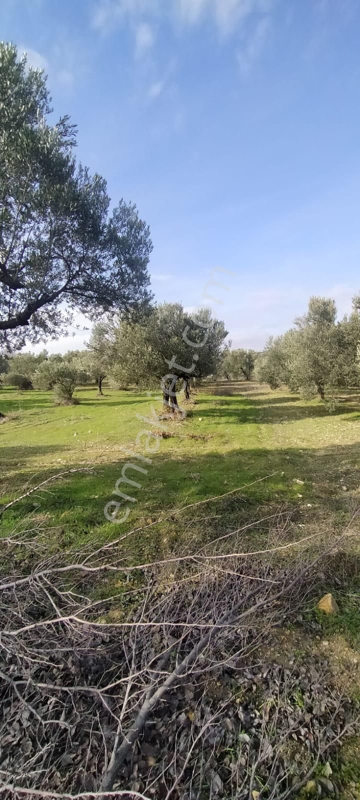 C21 Loca'dan Satılık Mükemmel Zeytinlik - Görsel 22