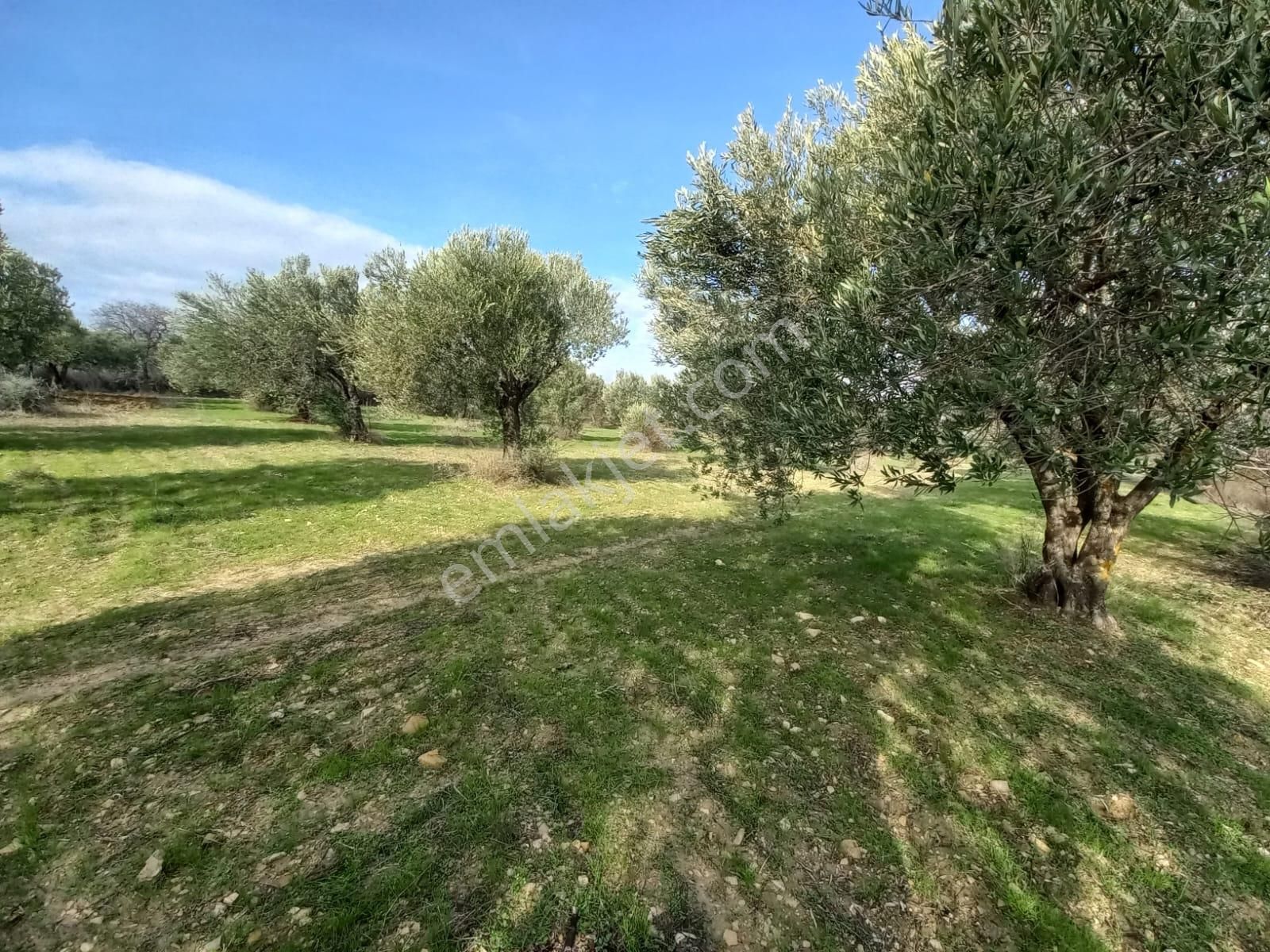 C21 Loca'dan Satılık Mükemmel Zeytinlik - Görsel 11