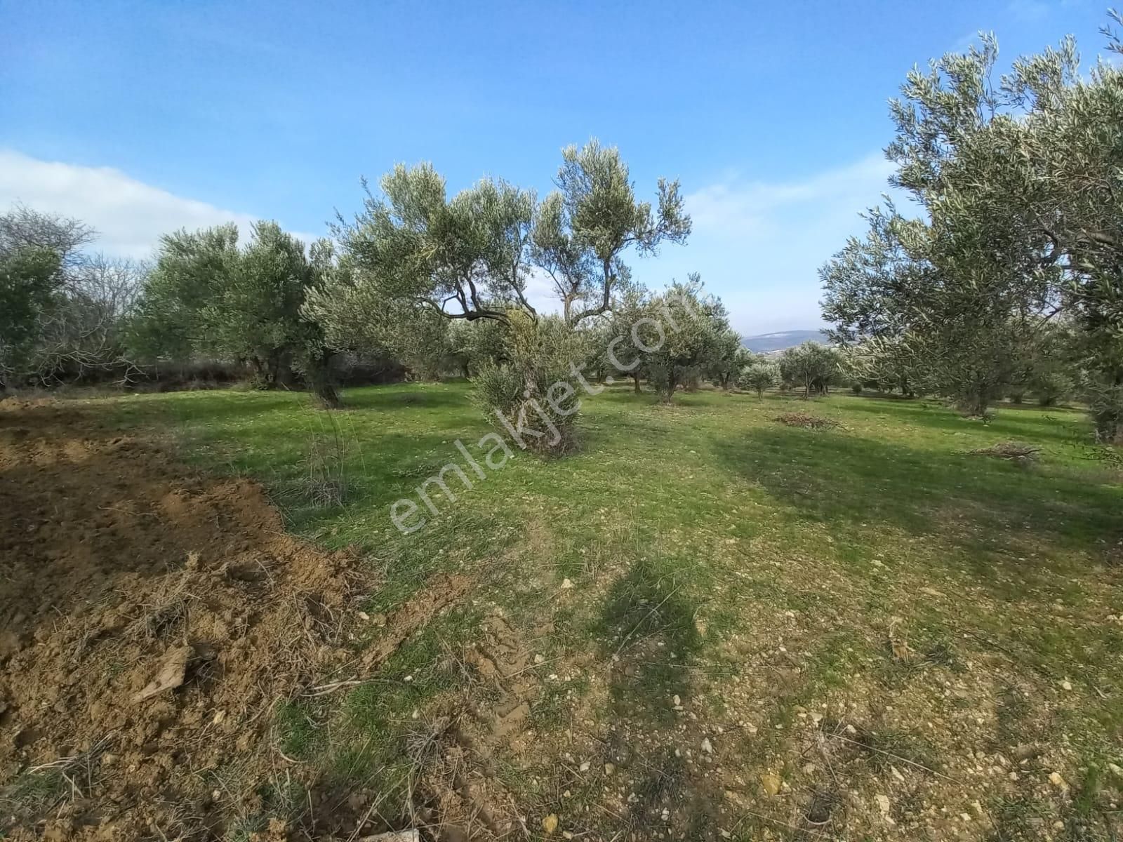 C21 Loca'dan Satılık Mükemmel Zeytinlik - Görsel 12