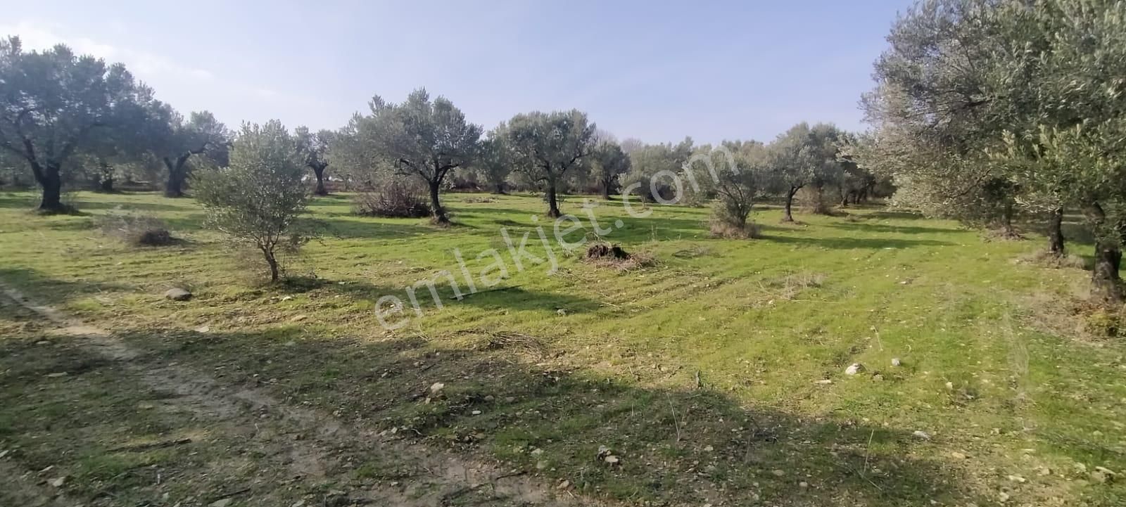 C21 Loca'dan Satılık Mükemmel Zeytinlik - Görsel 24