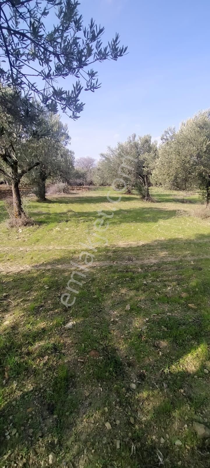 C21 Loca'dan Satılık Mükemmel Zeytinlik - Görsel 20