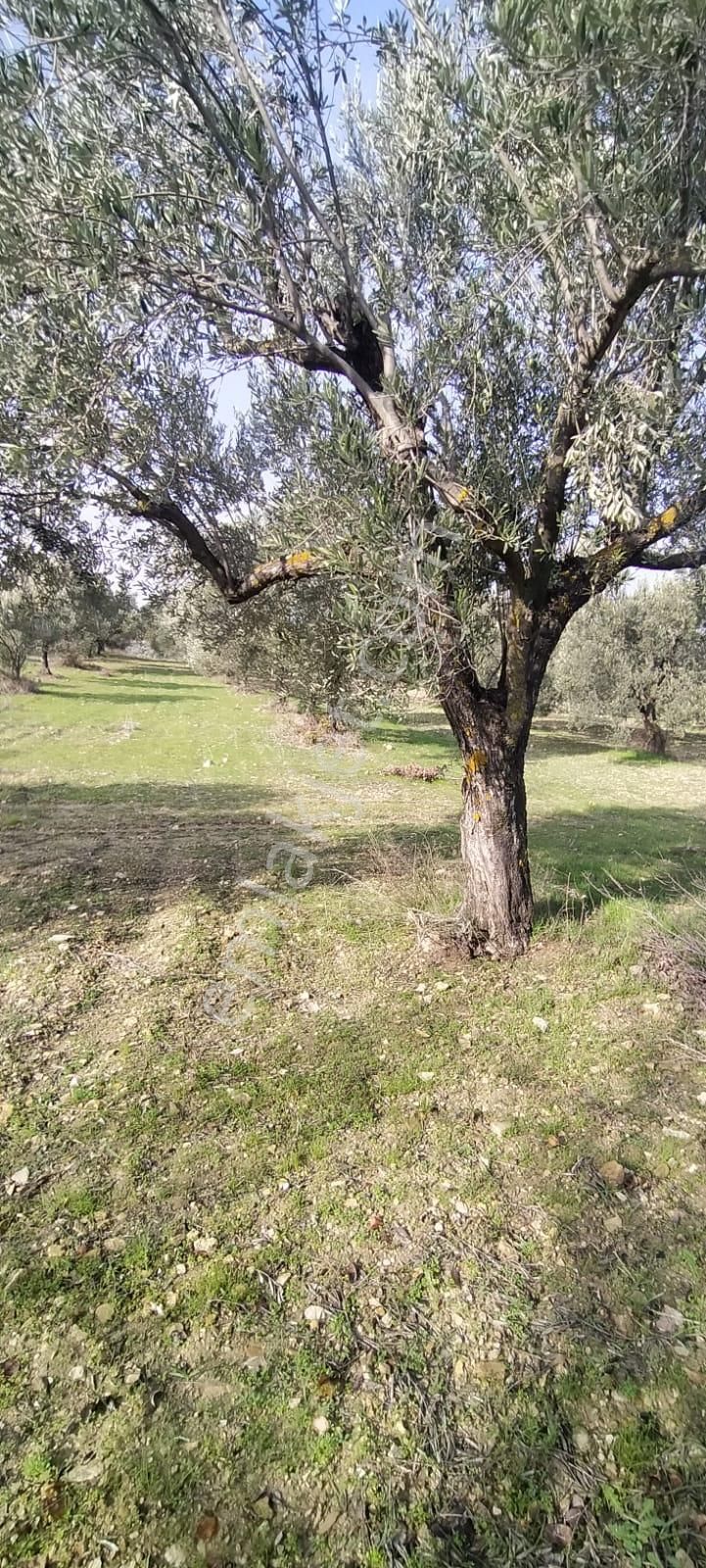 C21 Loca'dan Satılık Mükemmel Zeytinlik - Görsel 15