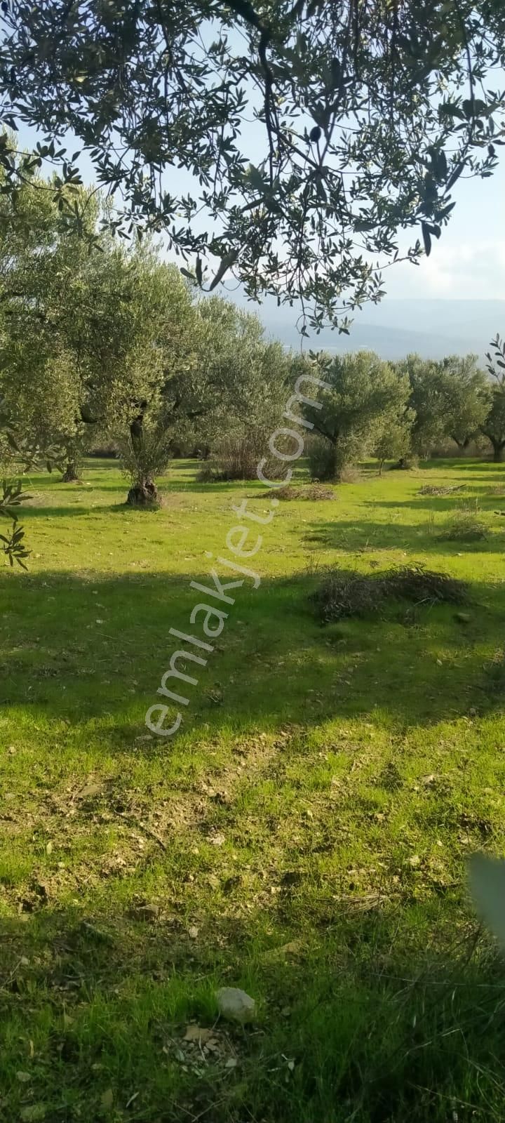 C21 Loca'dan Satılık Mükemmel Zeytinlik - Görsel 26