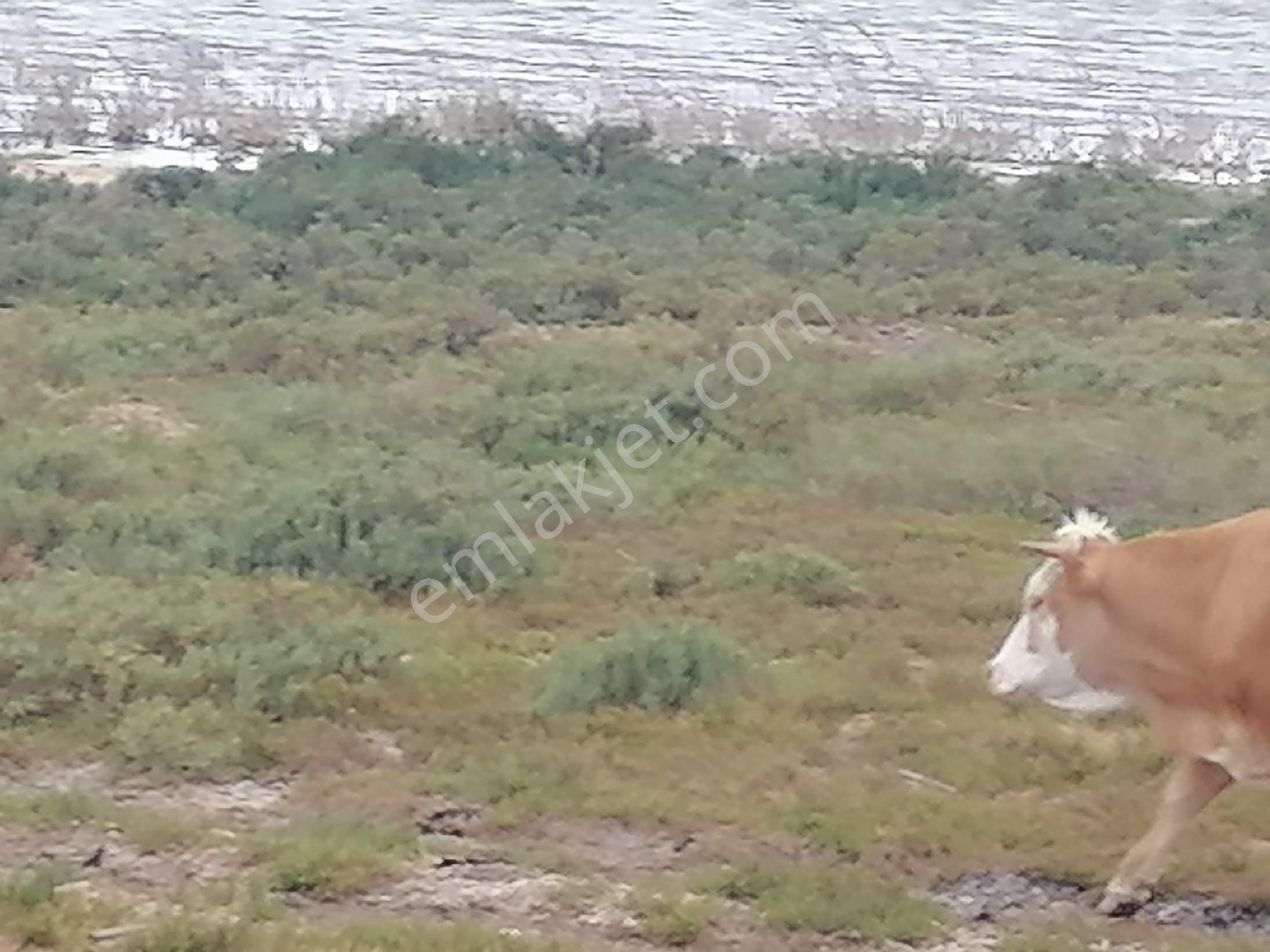Doğanbey Köyü Sökede Satılık Tarla - Görsel 19