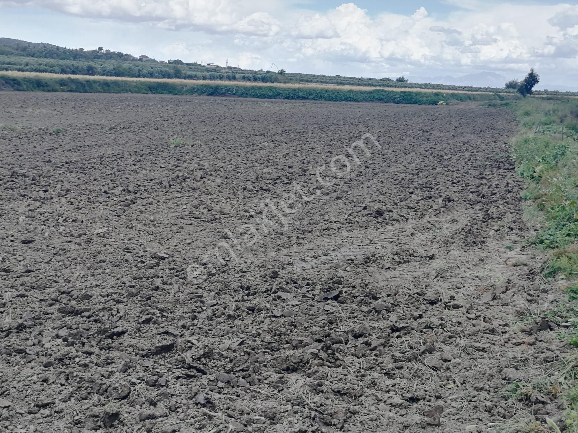 Doğanbey Köyü Sökede Satılık Tarla - Görsel 16
