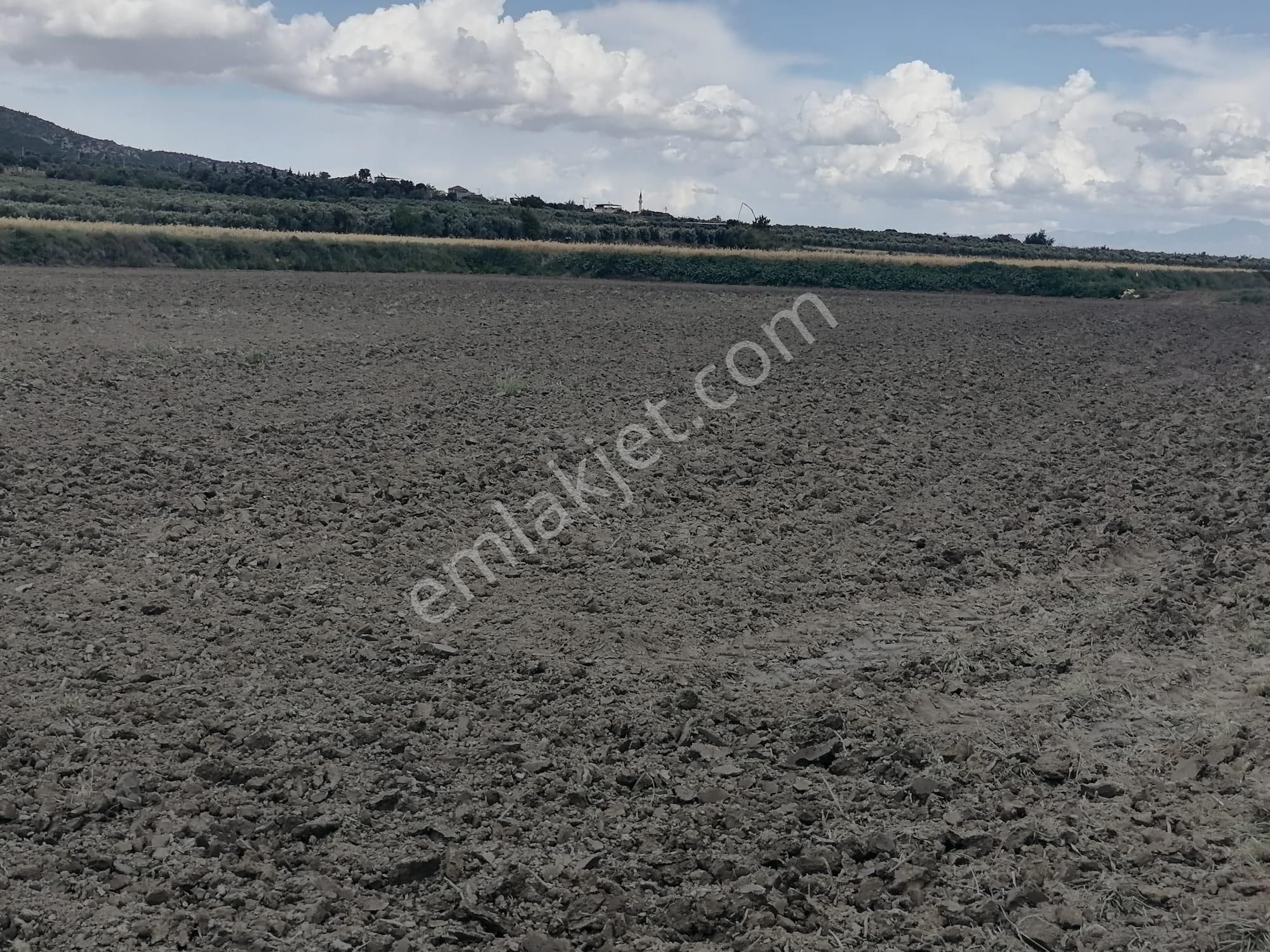Doğanbey Köyü Sökede Satılık Tarla - Görsel 13