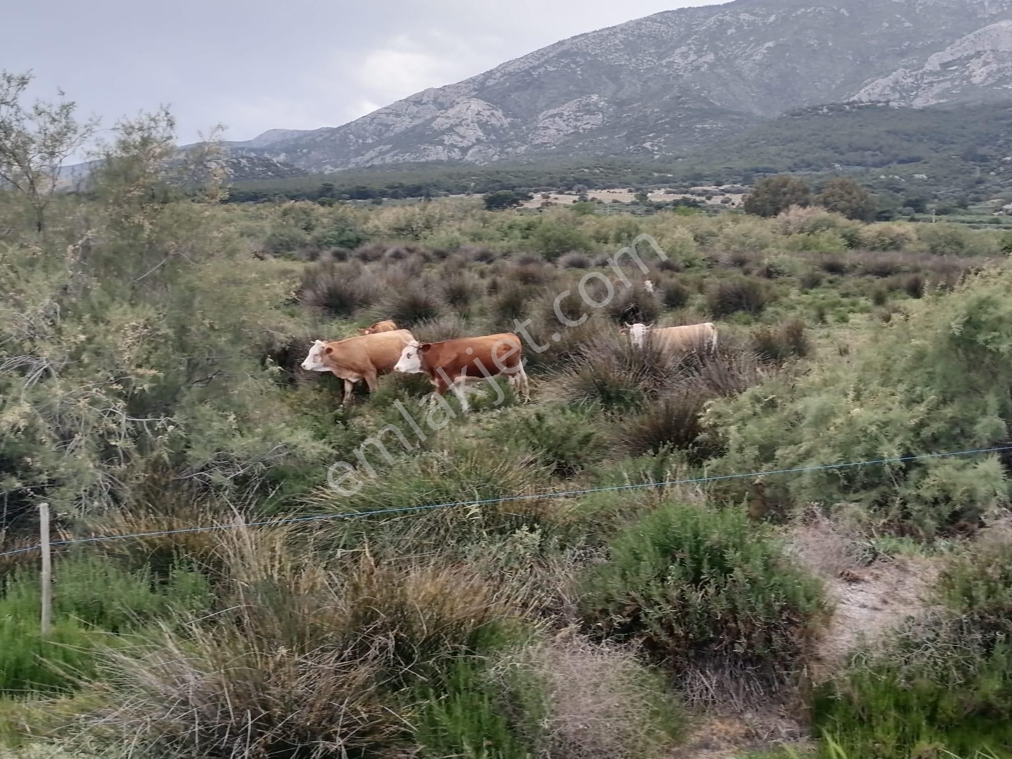 Doğanbey Köyü Sökede Satılık Tarla - Görsel 12