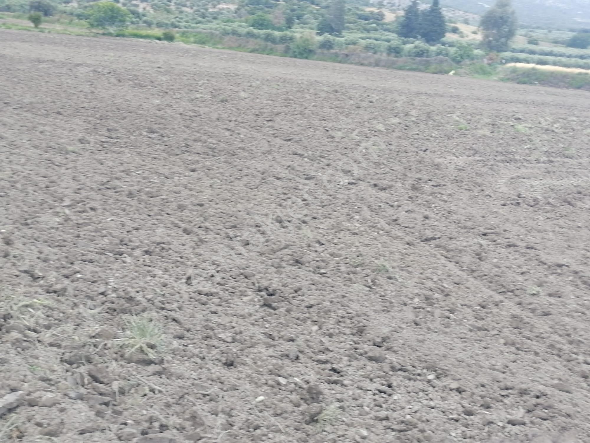 Doğanbey Köyü Sökede Satılık Tarla - Görsel 9