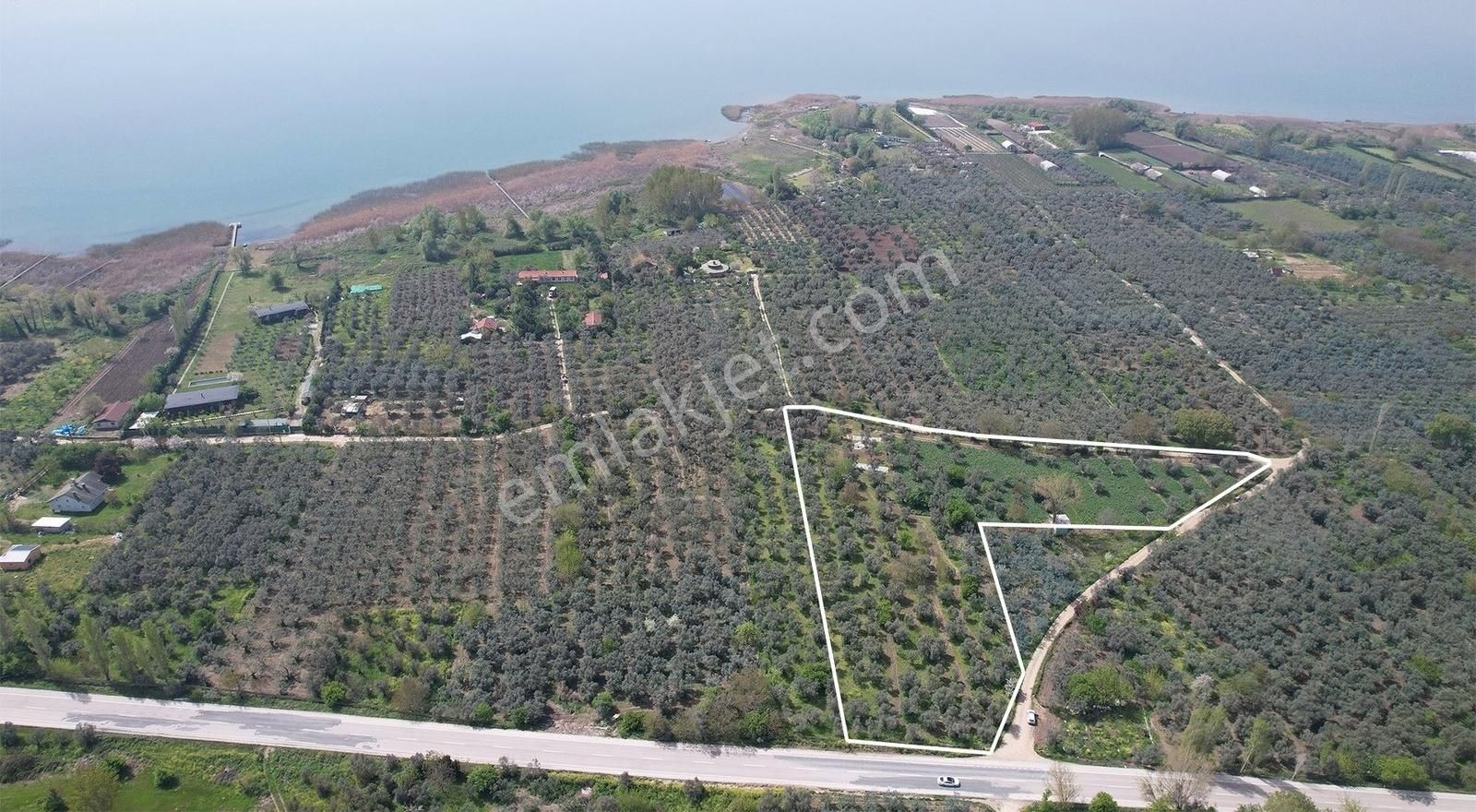 Marka Gayrımenkulden Yatırılık Asfalt Yola Cephe Zeytinlik