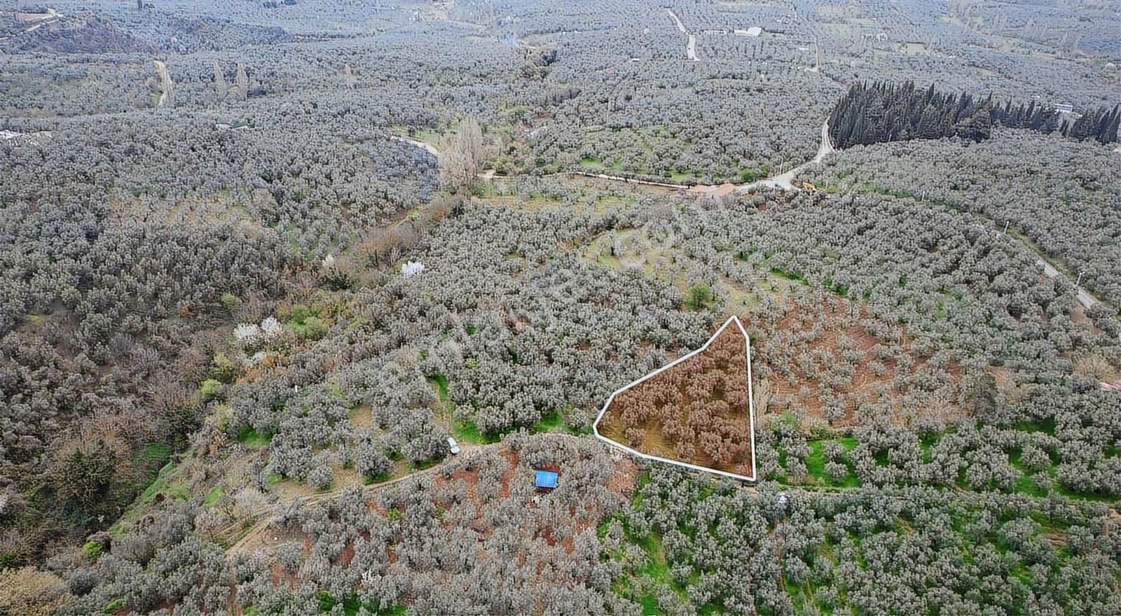 Marka Gayrımenkulden Yeniköyde Yatırımlık Bakımlı Zeytinlik