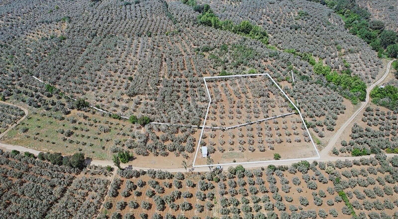Marka Gayrımenkulden Yatırımlık Bakımlı Zeytinlik