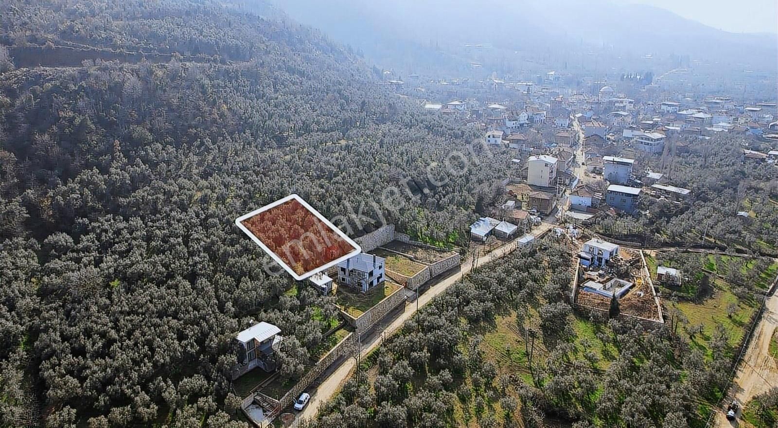 Marka Gayrımenkulden Yenigürle Köyünde Manzaralı Zeytinlik