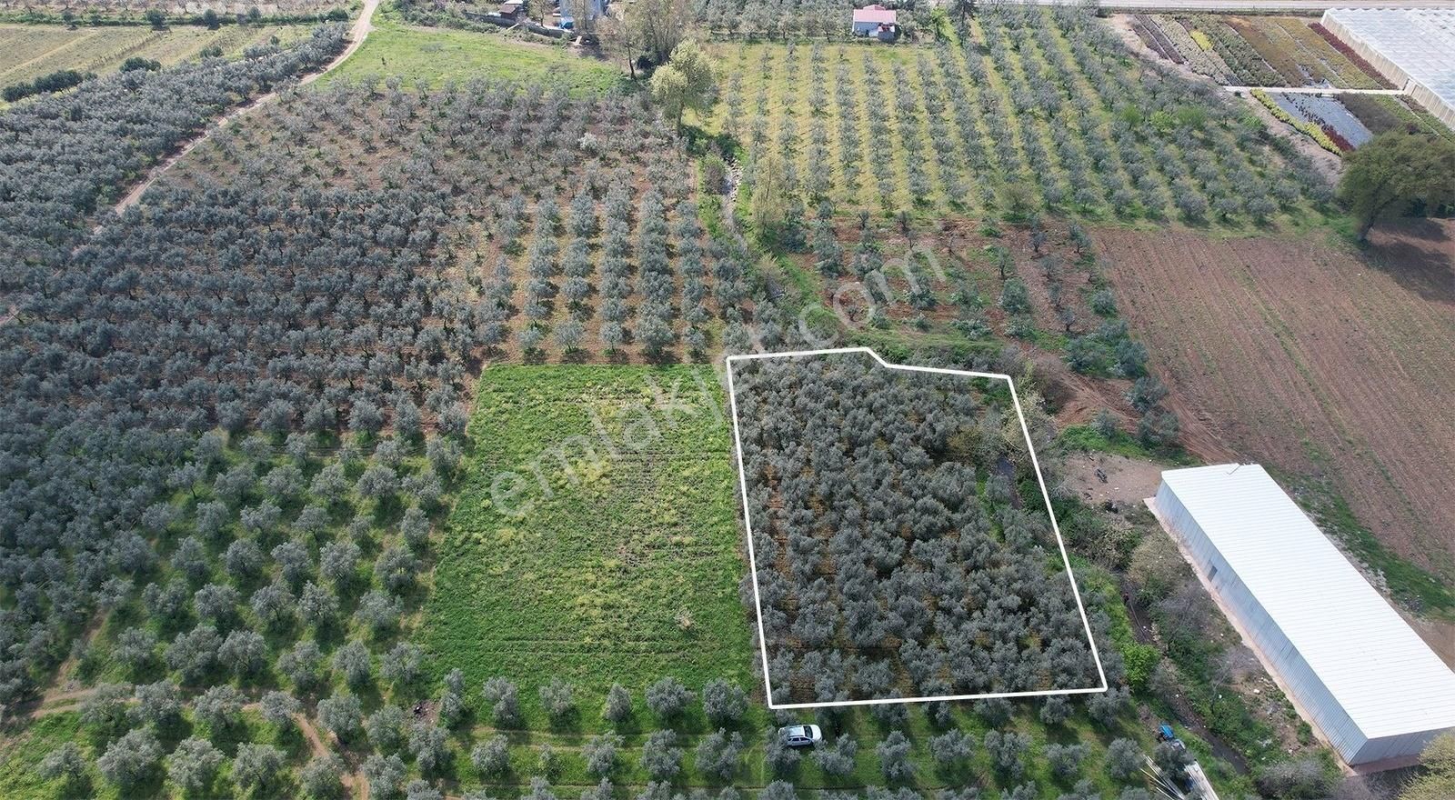 Marka Gayrımenkulden Bakımlı Yatırımlık Zeytinlik