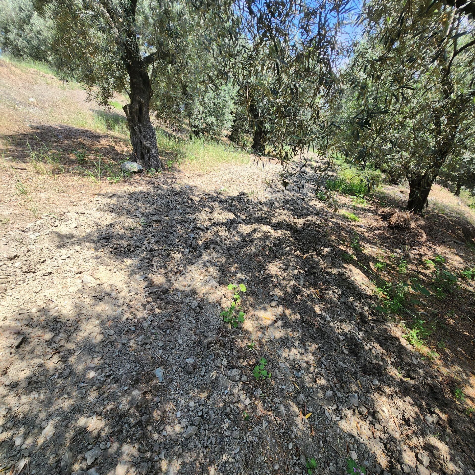 Yatırım Gayrimenkul Den Edincik Mah 2387 M2 Bakımlı Zeytinlik