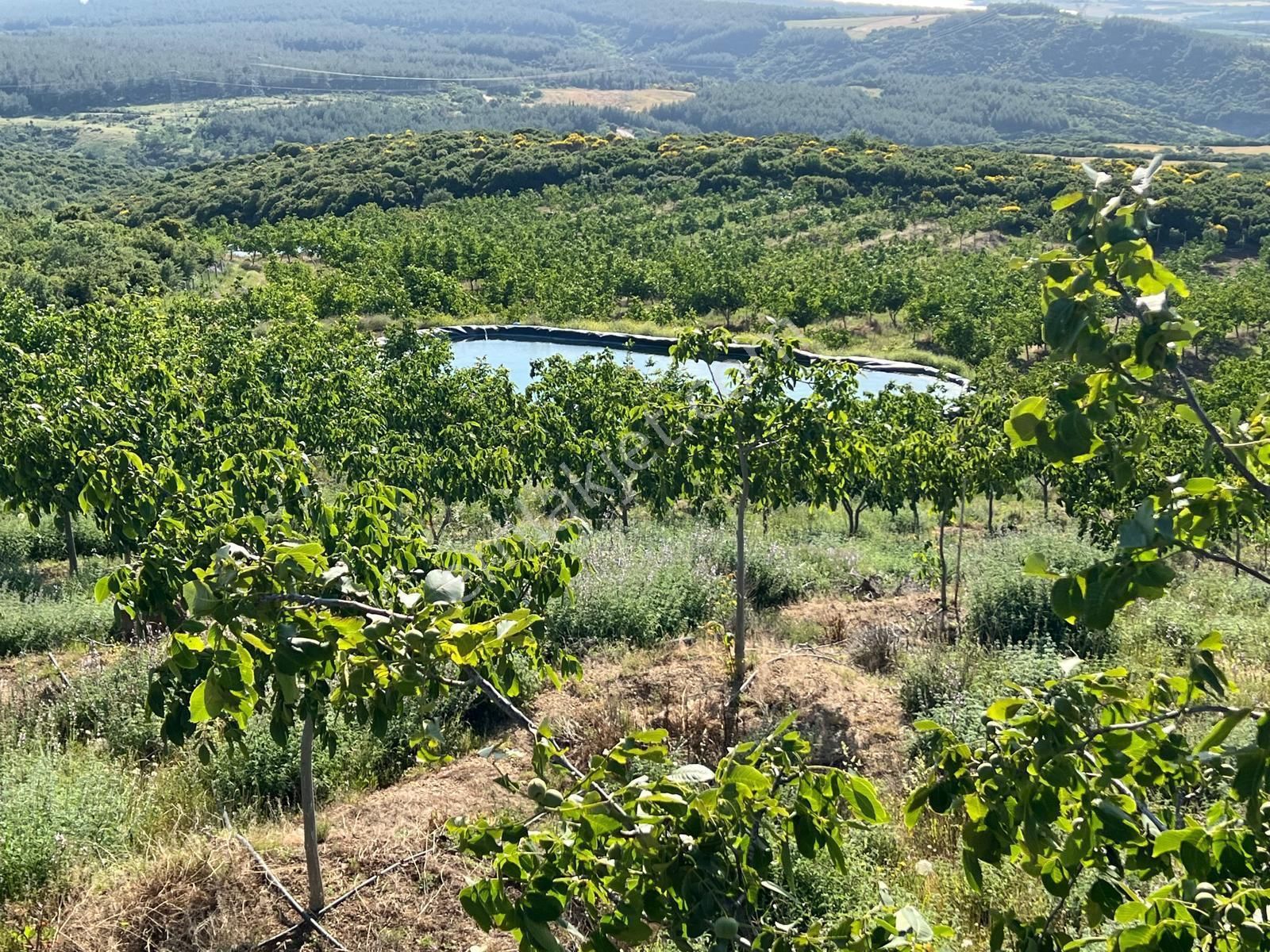Sar Emlaktan Şarköy'de Satılık Cevizlik Tam Takım Arazi