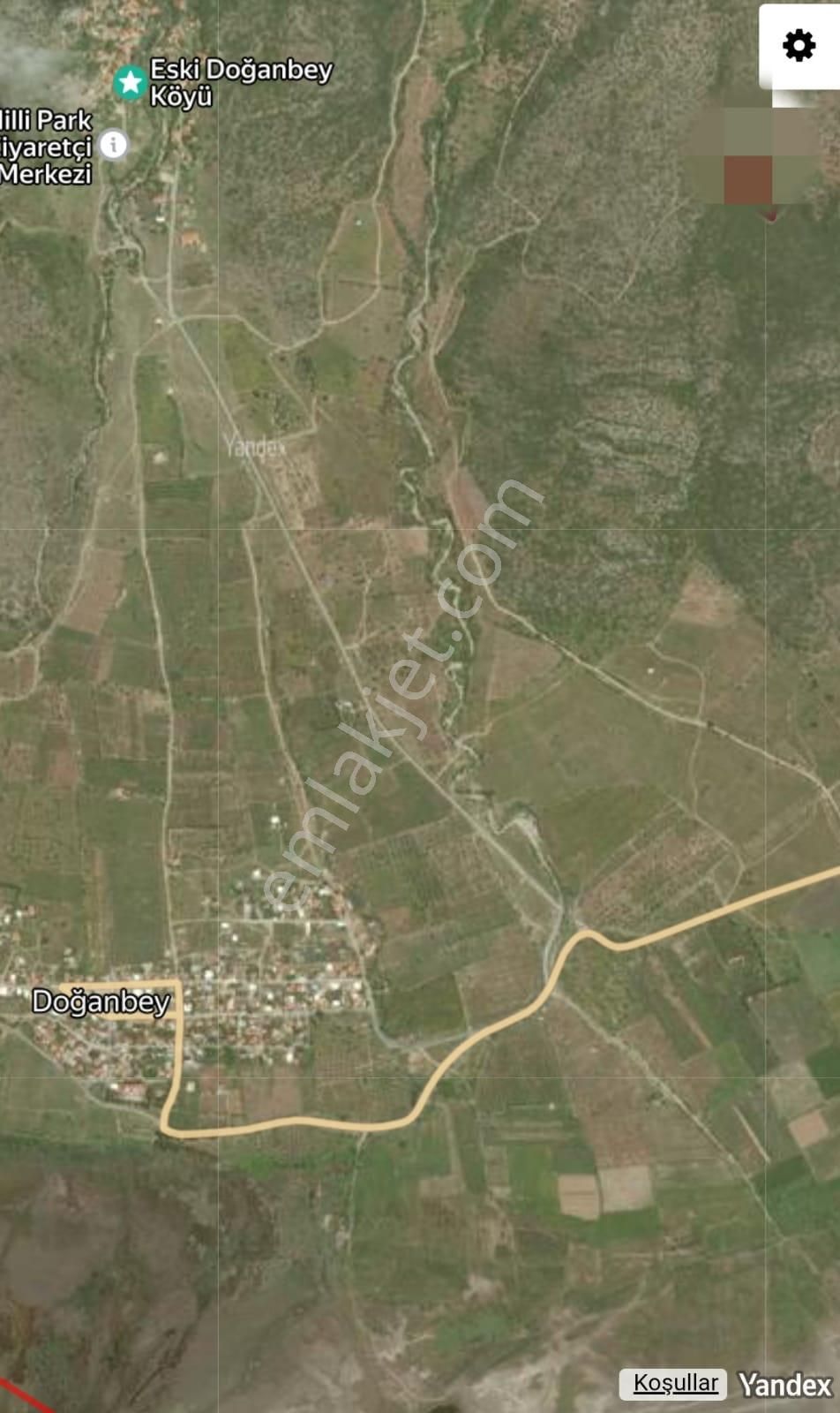 Doğanbey Köyü Sökede Satılık Zeytinlik - Görsel 4