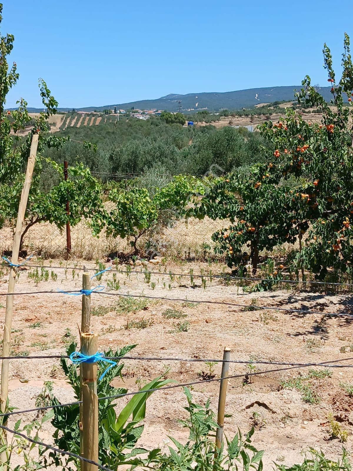 Ağabey Gayrimenkul Den Sinirli Mahallesinde Satılık Arsa - Görsel 9