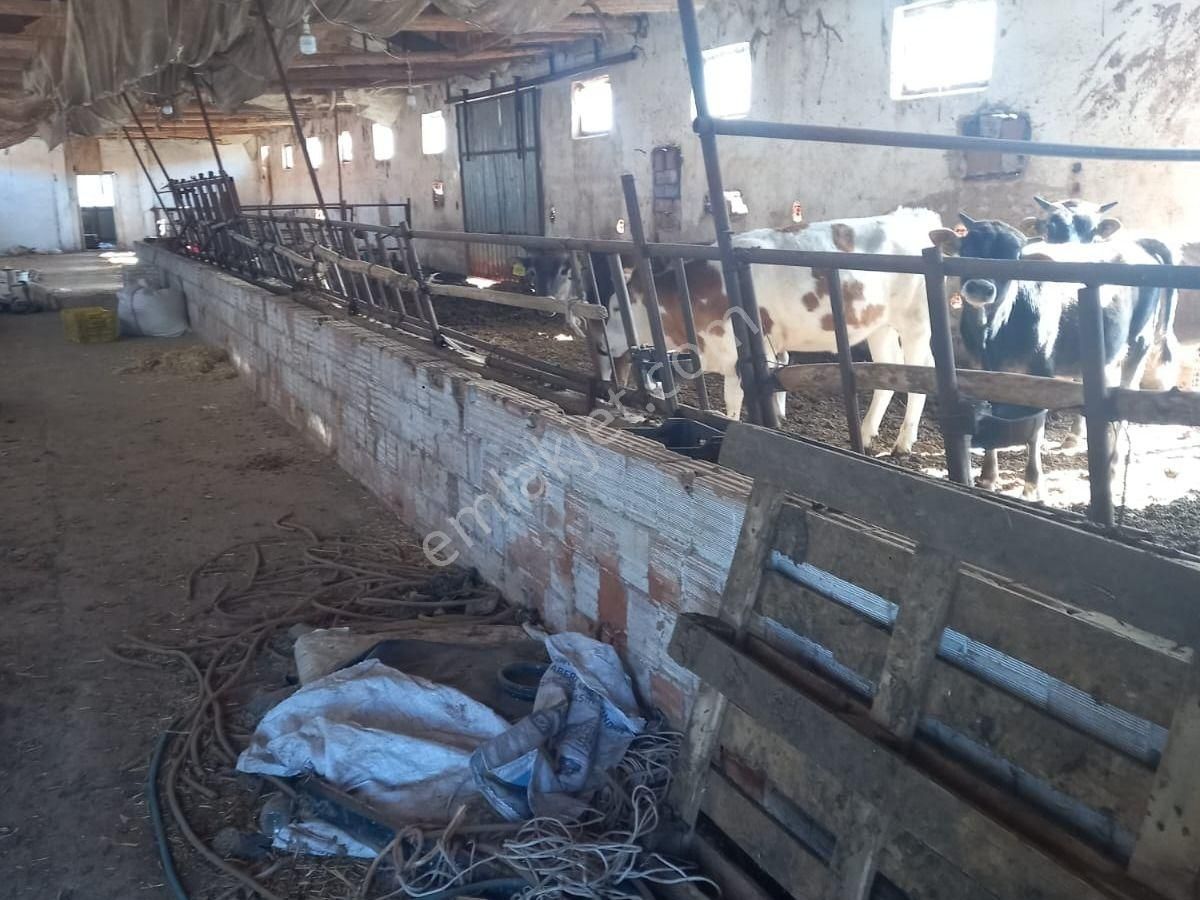 Denizli Çal İlçesi Hançalar Mah.de Satılık Dam/ahır Ve Tarla - Görsel 15