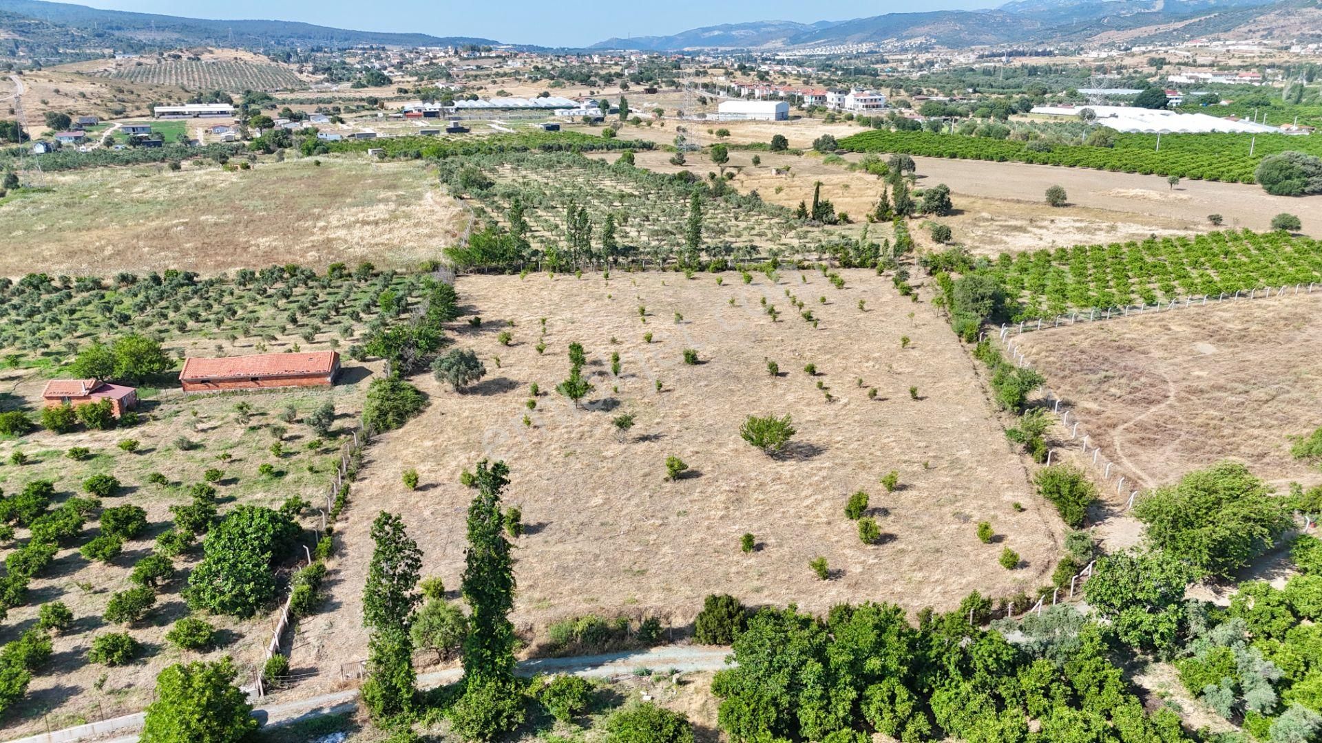 Seferihisar Ulamış Satılık 9.715 M² Bağ Bahçe