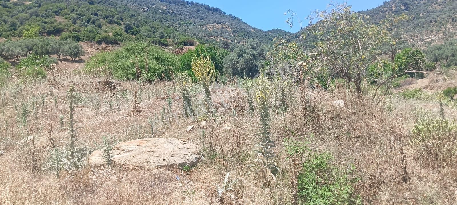 Bard Danışmanlık'tan İzmir Bayındır Furunlu Dev Zeytinlik - Görsel 8