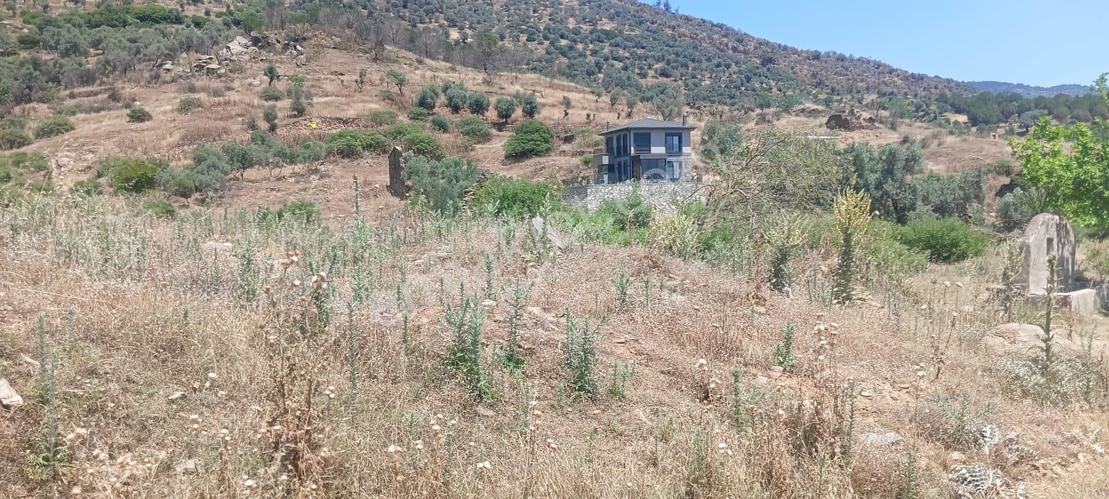 Bard Danışmanlık'tan İzmir Bayındır Furunlu Dev Zeytinlik - Görsel 3