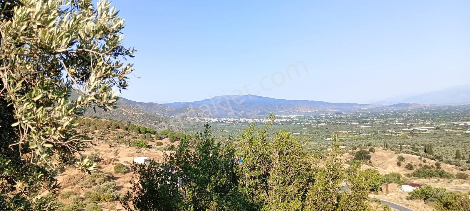 Bard Danışmanlık'tan İzmir Bayındır Furunlu Dev Zeytinlik - Görsel 2