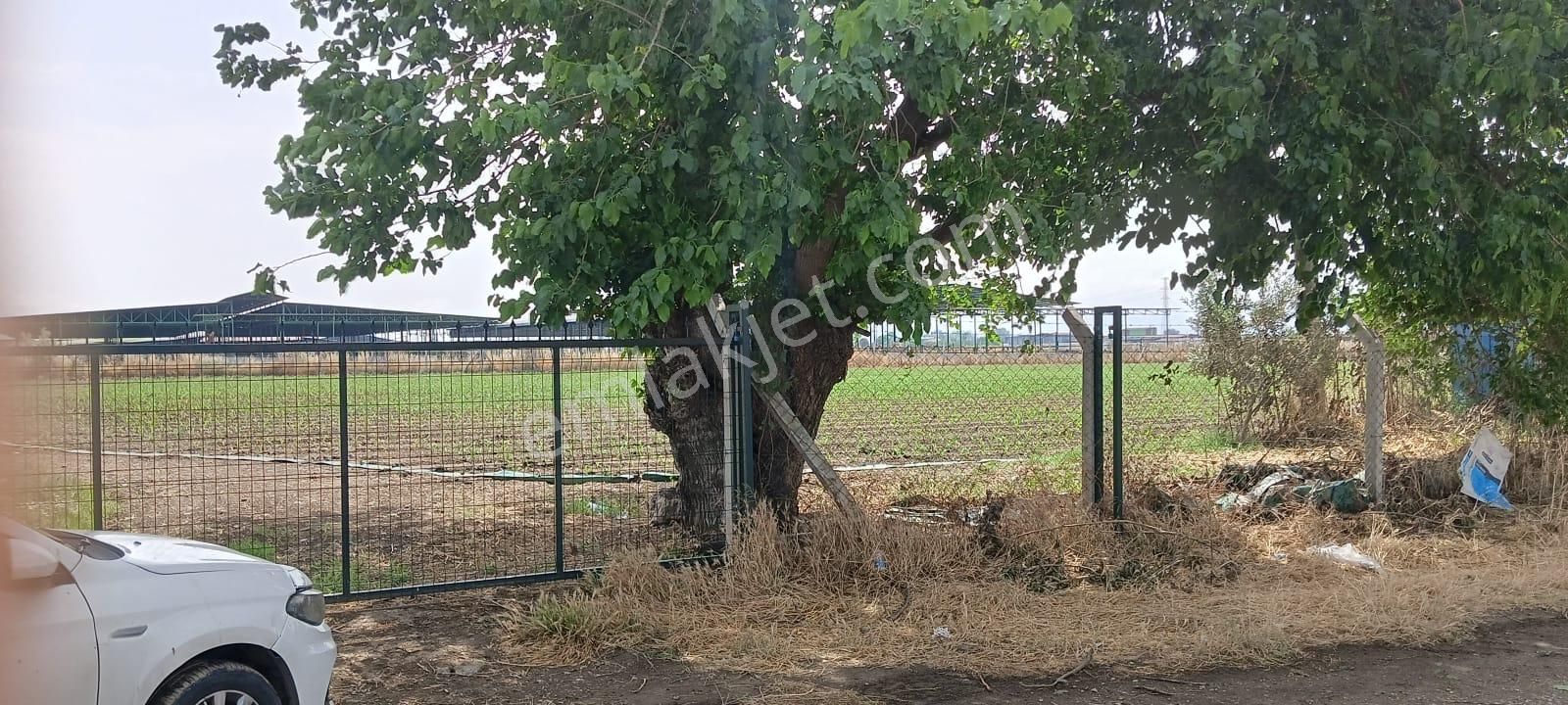 İzmir Bayındır Çırpı Köyü Dümdüz Ve Verimli Zeytinlik