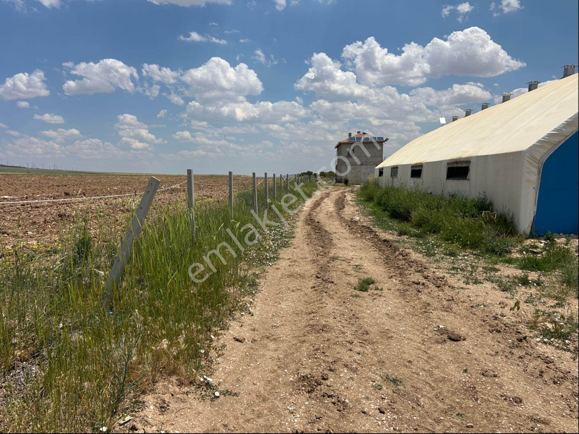 Harika Bir Cevizlik Yol Üzeri - Görsel 22