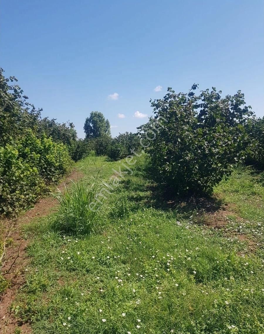 Samsun Çarşamba Damlataş Mah Mevkisinde Denize Yakın 12000 M2 Acil Satılık Fındık Bahçesi - Görsel 31